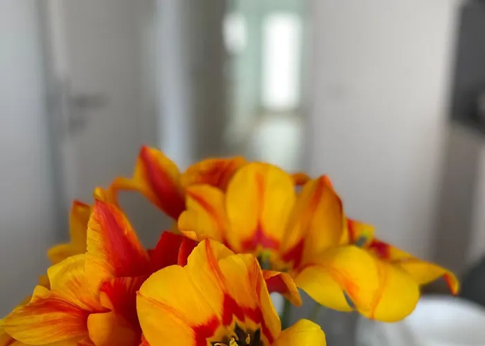 Casa Estella 러스트